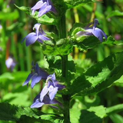 Lobelia siphilitica