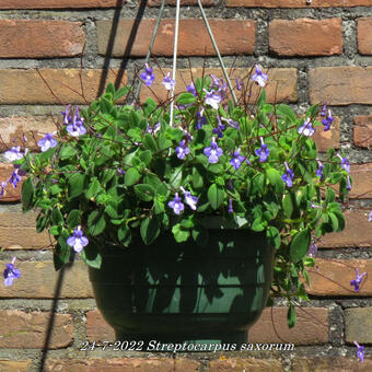 Streptocarpus saxorum