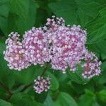 Ceanothus  pallidus 'Marie Rose' - Ceanothus pallidus 'Marie Rose'