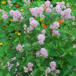 Ceanothus  pallidus 'Marie Rose' - Ceanothus pallidus 'Marie Rose'