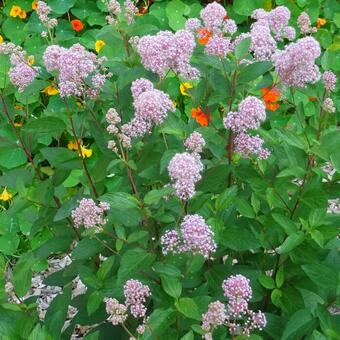 Ceanothus  pallidus 'Marie Rose'