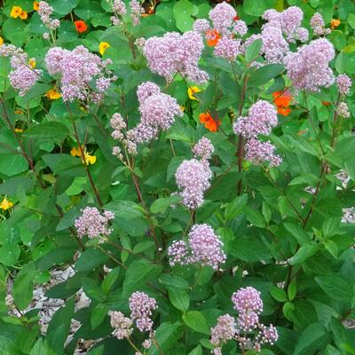 Ceanothus  pallidus 'Marie Rose' - 