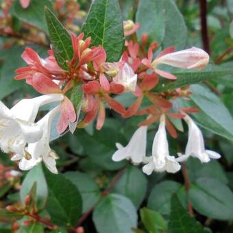 Abelia x grandiflora