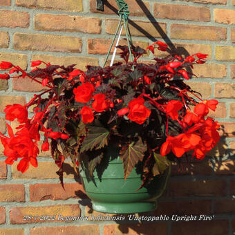 Begonia x boliviensis 'Unstoppable Upright Fire'