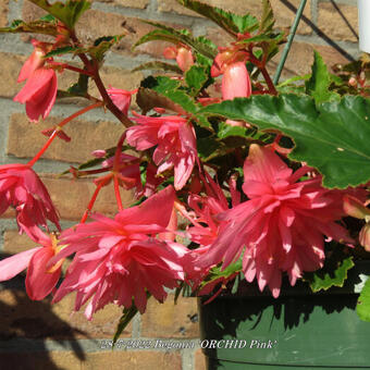 Begonia 'ORCHID Pink'