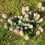 Trifolium arvense - 