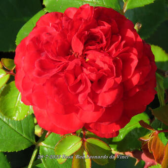 Rosa 'Red Leonardo da Vinci'