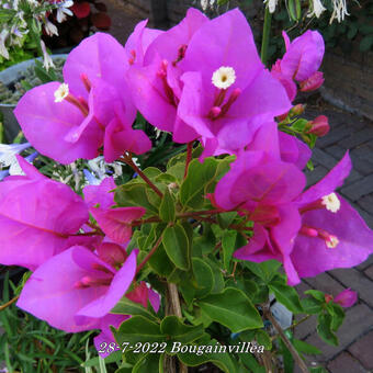 Bougainvillea