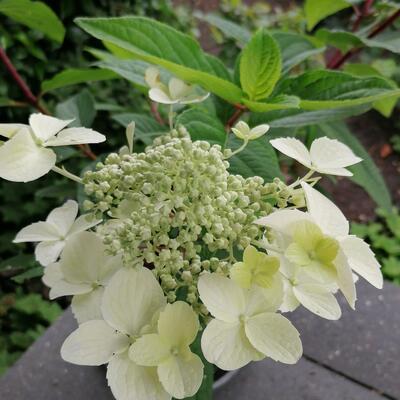 Hydrangea paniculata 'Wim’s Red' - Hydrangea paniculata 'Wim’s Red' - Hydrangea paniculata 'Wim’s Red'