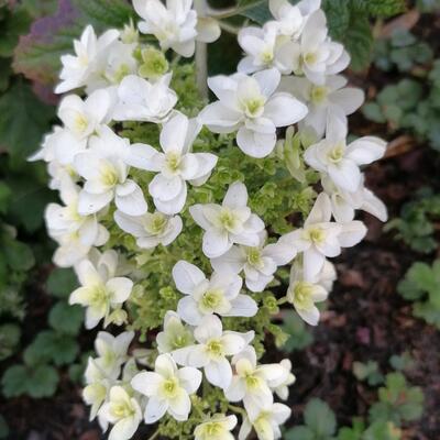 Hydrangea quercifolia 'Sikes Dwarf' - 