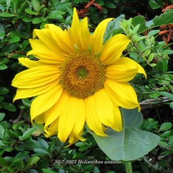 Helianthus annuus