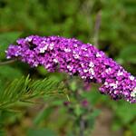 Buddleja davidii 'Berries & Cream' - 