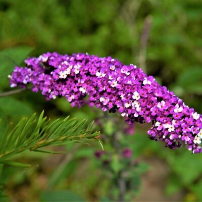 Buddleja davidii 'Berries & Cream' - 