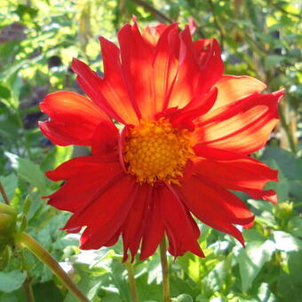 Dahlia 'Topmix Red'