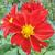 Dahlia 'Topmix Red'