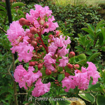 Lagerstroemia