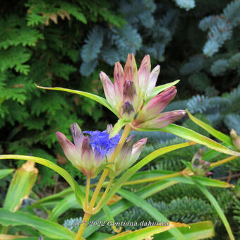 Gentiana dahurica