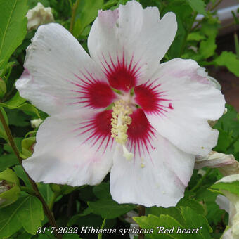 Hibiscus syriacus ’Red heart’