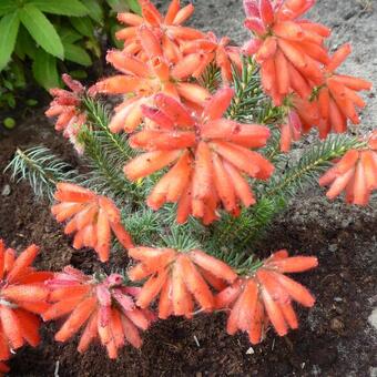 Erica cerinthoides