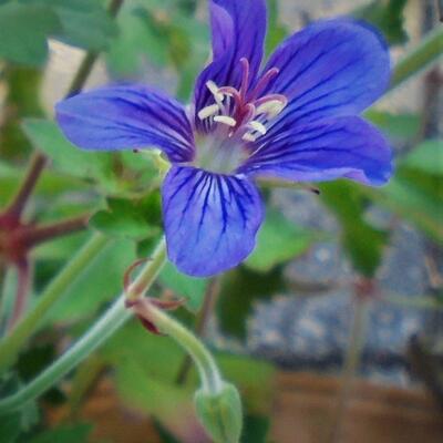 Geranium wlassovianum - 