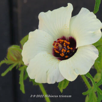 Hibiscus trionum