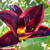 Hemerocallis 'Crawley Crown'