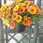 Petunia 'CASCADIAS Indian Summer' - 