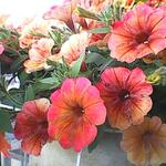 Petunia 'CASCADIAS Indian Summer' - 