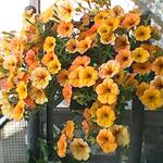 Petunia 'CASCADIAS Indian Summer' - 