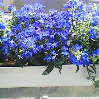 Lobelia erinus