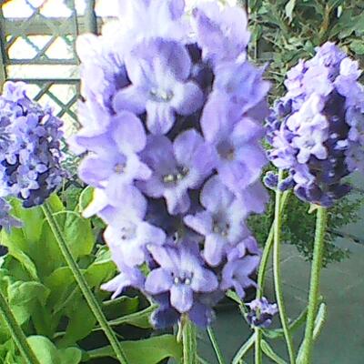 Lavandula angustifolia - 