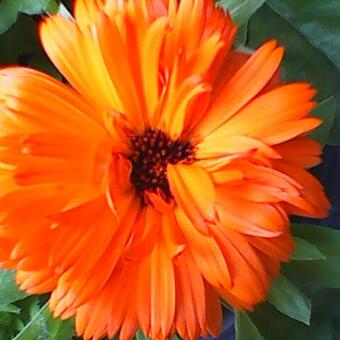 Calendula officinalis