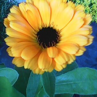 Calendula officinalis