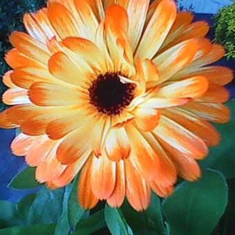 Calendula officinalis