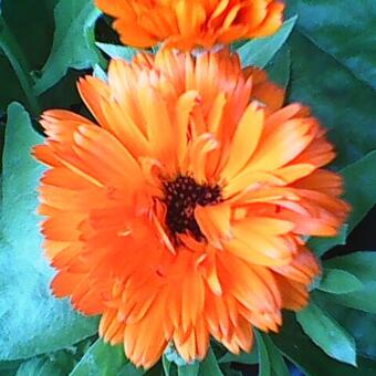 Calendula officinalis