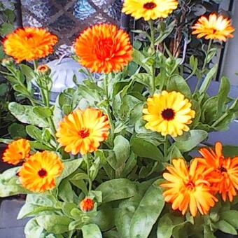 Calendula officinalis