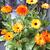 Calendula officinalis