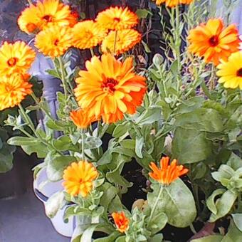 Calendula officinalis