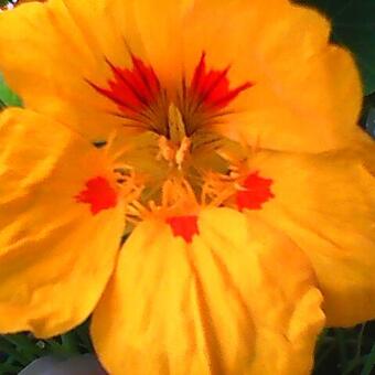 Tropaeolum majus