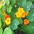 Tropaeolum majus