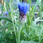 Centaurea - 