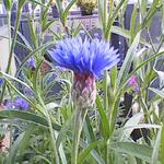 Centaurea - 