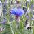 Centaurea