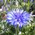 Centaurea