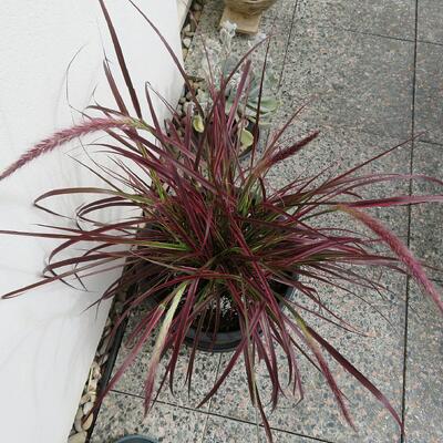 Pennisetum advena 'Fireworks' - 