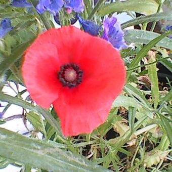 Papaver glaucum