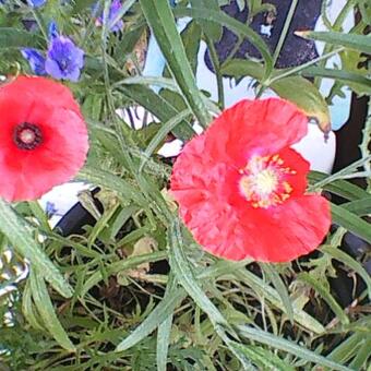 Papaver glaucum