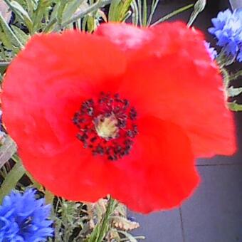 Papaver glaucum