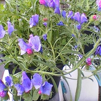 Echium plantagineum 'Blue Bedder'