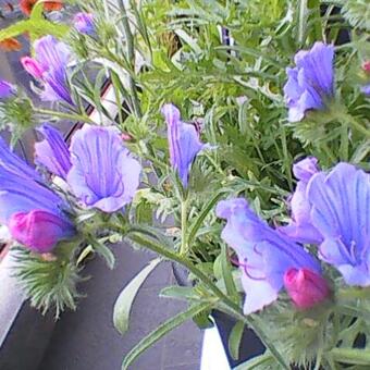 Echium plantagineum 'Blue Bedder'